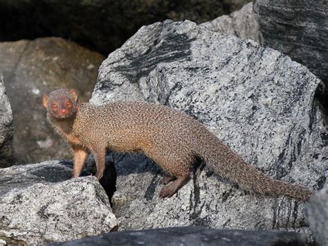 Indian grey mongoose - Alchetron, The Free Social Encyclopedia