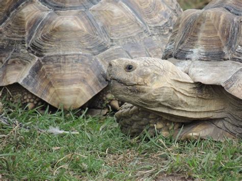 Longleat Tortoise Close-up » Kelvin Peach Photography