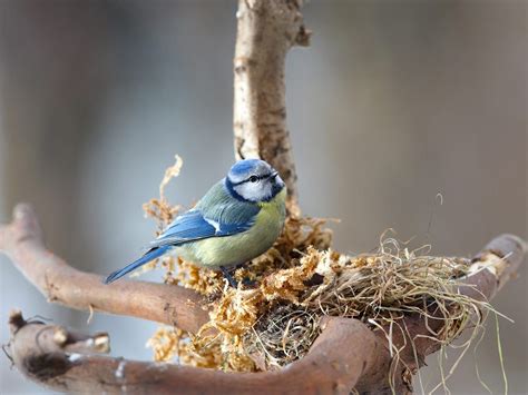 Blue Tit Nesting: A Complete Guide | Birdfact