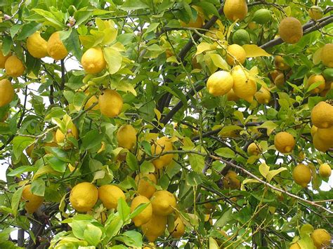 buaiku laju-laju: Lemon Trees