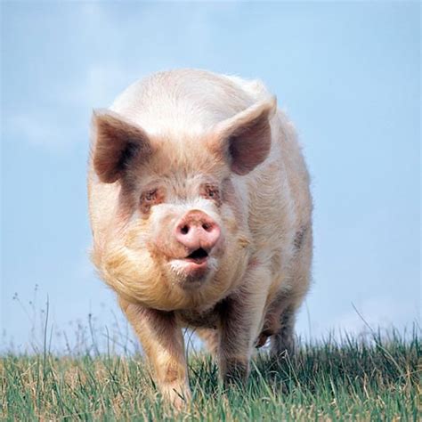 Sus scrofa domesticus - Monaco Nature Encyclopedia