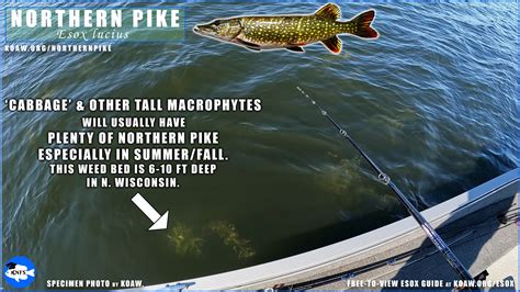 NorthernPike — Koaw Nature