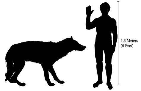 science based - What would a 100kg wolf look like? - Worldbuilding ...