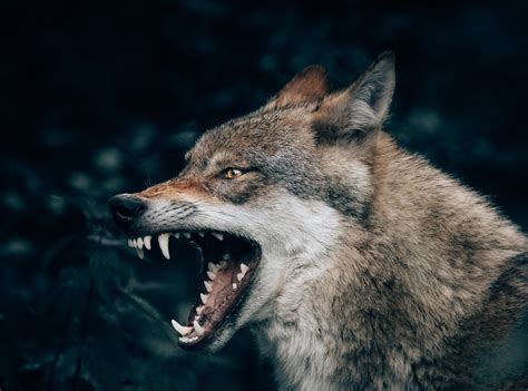 Angry Fox Wallpapers - 4k, HD Angry Fox Backgrounds on WallpaperBat