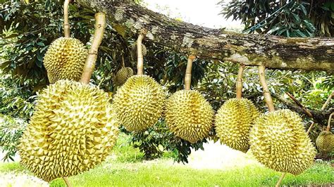 Fruit Processing Plant Of Durian