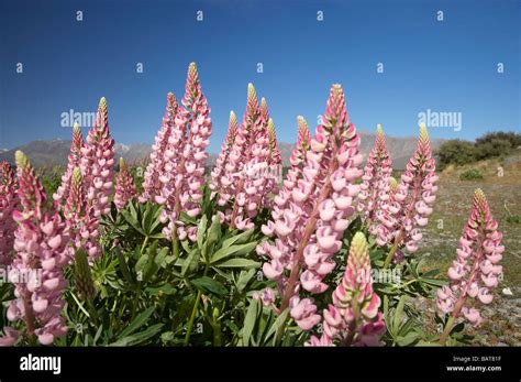 Wild Lupins Tekapo Mackenzie Country South Island New Zealand Stock Photo - Alamy