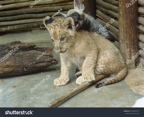 Lion Hyena Playing Together Stock Photo 1639245373 | Shutterstock