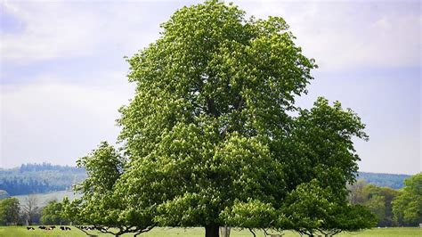 More Than Half of European Trees Found Only in Europe Face Extinction