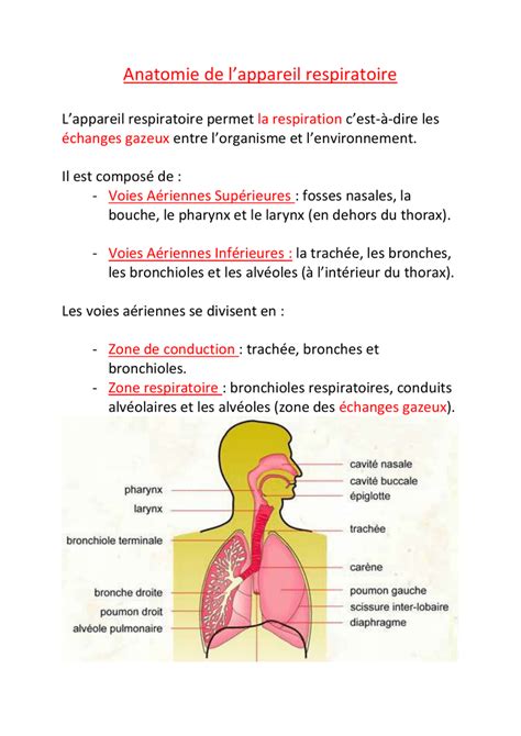 Schéma Appareil Respiratoire / Fonctionnement de l'organisme:l'appareil respiratoire en 5ème