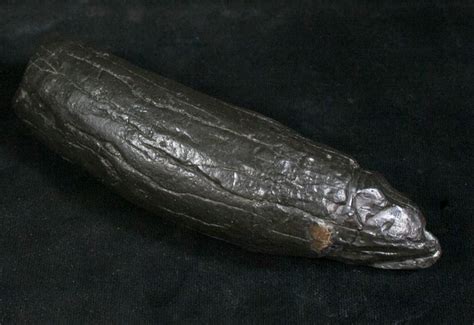 Large 4.9" Fossil Sperm Whale Tooth - Georgia For Sale (#8539) - FossilEra.com