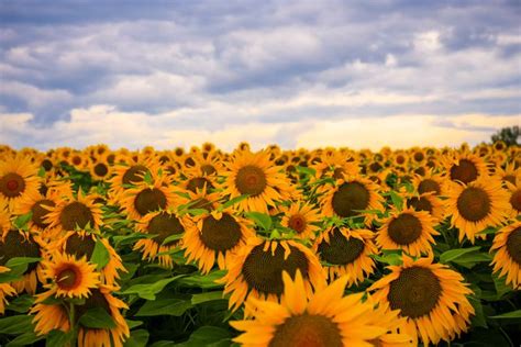 Free Sunflower Background Photos & Images - Royalty Free Pictures ...