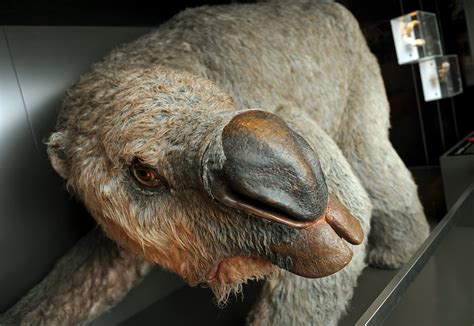 Pleistocene Monster Wombat Diprotodon Weighed 6,000 Pounds and Migrated Across Australia - Newsweek