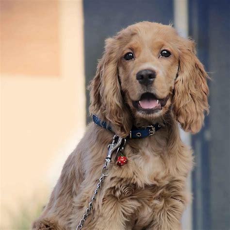 The Best Medium Breeds for Apartments in 2021 | Cocker spaniel, English cocker spaniel, Cocker ...