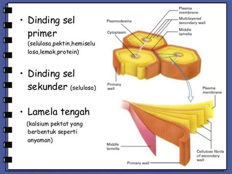 Gambar Sel Tumbuhan Lengkap: Dinding Sel Pada Tumbuhan Berfungsi