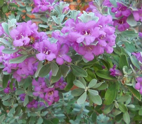 Blooming Texas Sage – A Sign of Rain?