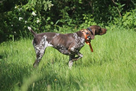 Hedgerow German Shorthaired Pointers | Hunting Dog Breeders