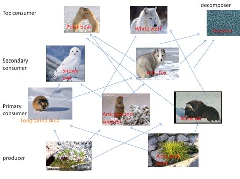 tundra - Antartica - The Biomes