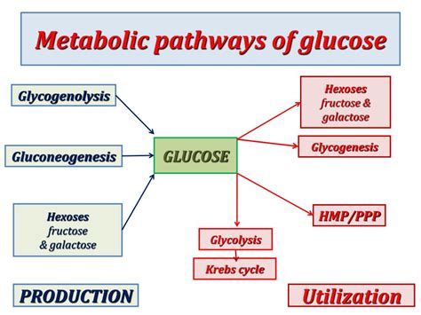 PPT - Introduction to glucose metabolism PowerPoint Presentation, free download - ID:2120071