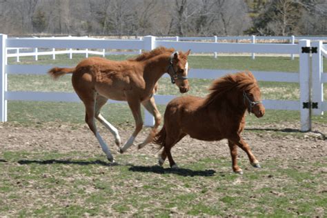 Falabella Horse: Diving into the History and Characteristics of Miniature Horses - Horse Wildlife