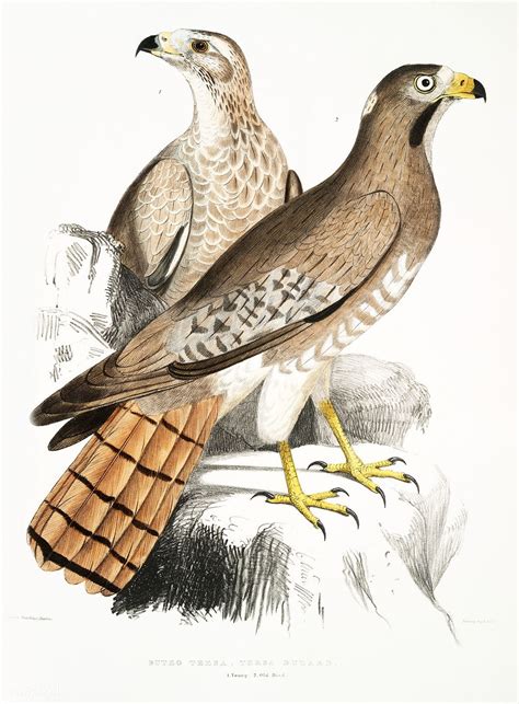 from Illustrations of Indian zoology (1830-1834) by John Edward Gray (1800-1875) | Free ...