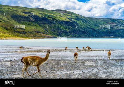 Guanacos Wild Lamas Eating Salt Atacama Salar Salt Flats Torres del Paine National Park ...