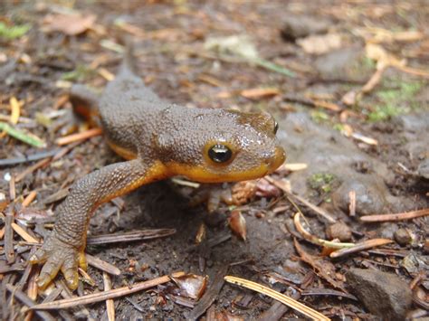 Rough-skinned Newt (Tarich granulosa) Care >> Amphibian Care