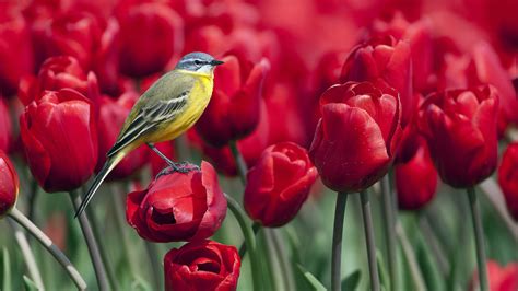 Spring Flowers and Birds Wallpaper - WallpaperSafari