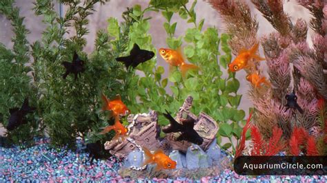 Goldfish Tank Size Guide: Which Size Tank For Goldfish Is The Best