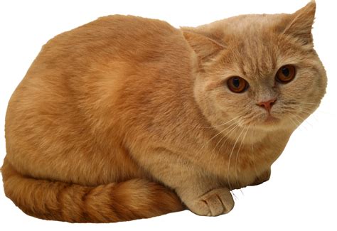 Sitting Cat PNG PNG Image - PurePNG | Free transparent CC0 PNG Image Library