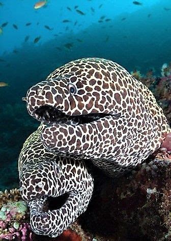 Honeycomb Moray Eels | Animals, Sea life, Moray eel