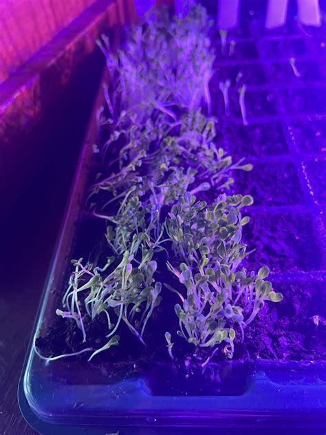 What do I do now? My romaine lettuce seedlings are abundant... Would I start transplanting now ...