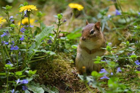 390+ Chipmunk Burrow Stock Photos, Pictures & Royalty-Free Images - iStock