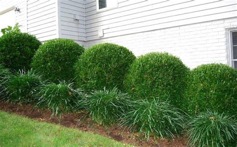 Boxwood shrubs provide a mini wall of greenery - Decoist | Landscaping ...