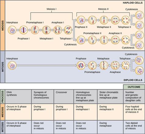 Meiosis vs Mitosis - Difference and Comparison | Diffen