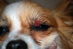 Growth on Dog's Eyelid | Stye treatment, Swollen eye, Eye infections