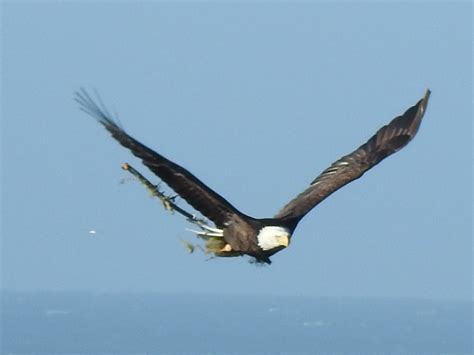 Bald Eagle with nesting materials – Mendonoma Sightings