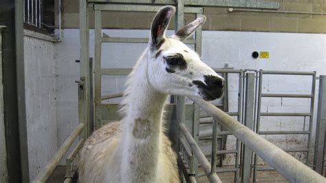 Potential COVID-19 Treatment Found in Llama Antibodies