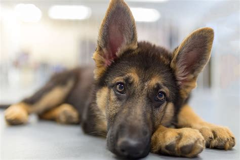 German Shepherds: What to Know Before Adopting One | ASPCA Pet Health Insurance