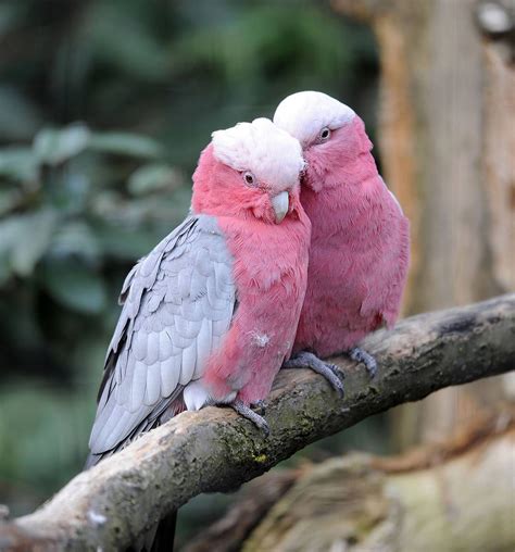 Rose breasted cockatoo Australian Parrots, Australian Wildlife, Pretty Birds, Beautiful Birds ...