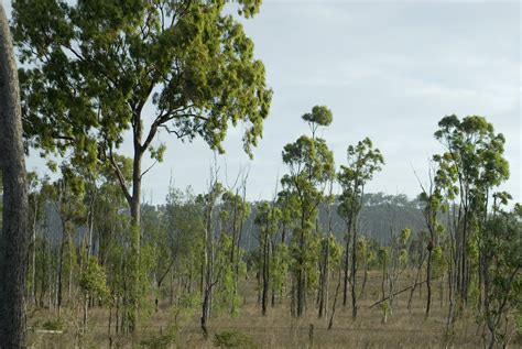 Australia Bush Landscape-3932 | Stockarch Free Stock Photos