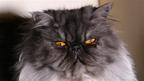 Persian Cat Grey Kitten - Cat's Blog