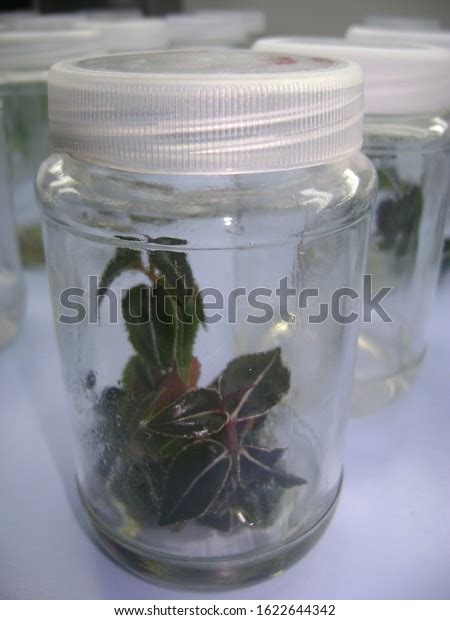 Micropropagation Plant Tissue Culture Kacip Fatimah Stock Photo ...