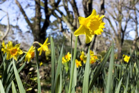 Daffodils in Spring stock photo. Image of park, outdoors - 43992276