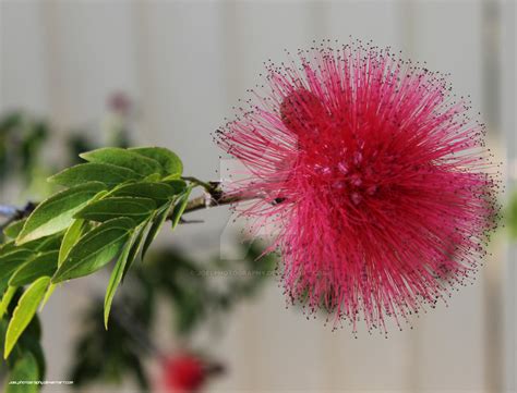 Pom Pom Tree by joelphotography on DeviantArt