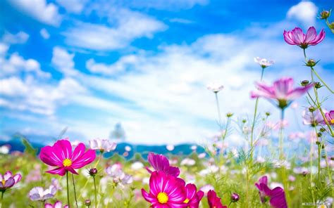 Spring flowers wallpapers HD Pixels Talk 1920×1200 Spring Flowers ...