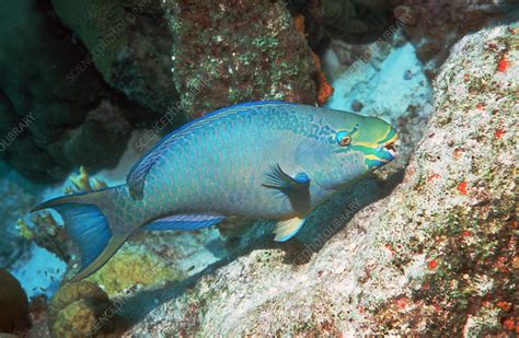 Queen parrotfish - Stock Image - Z605/1592 - Science Photo Library