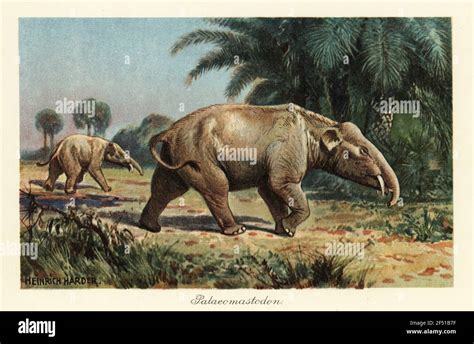 Palaeomastodon beadnelli hi-res stock photography and images - Alamy