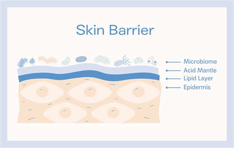 The Difference Between the Skin Microbiome And Skin Barrier