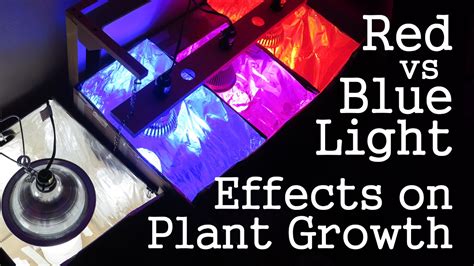 What Color Light Is Best For Plant Growth Science Project | Homeminimalisite.com