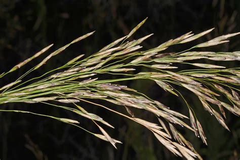 Bromus inermis (Poaceae) image 134183 at PhytoImages.siu.edu